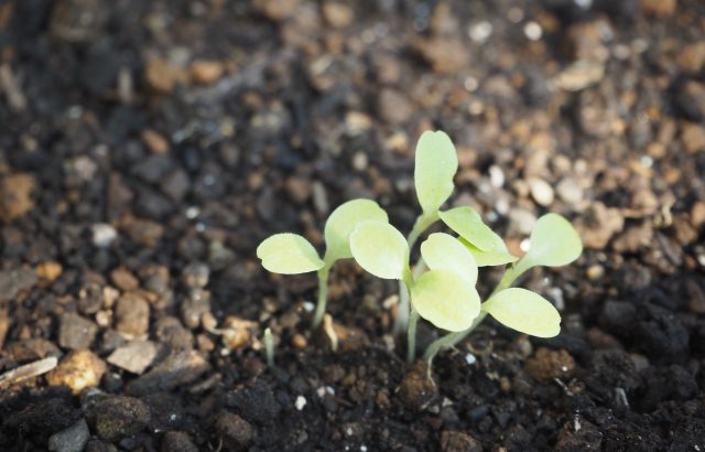 野菜のタネの安定供給が揺らいでいる!?タネの「輸入」が止まった場合のリスクとは