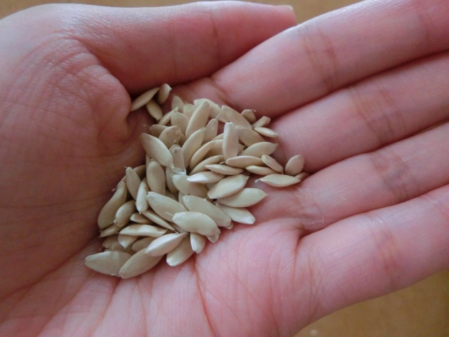 野菜のタネの安定供給が揺らいでいる！？タネの「輸入」が止まった場合のリスクとは｜画像２