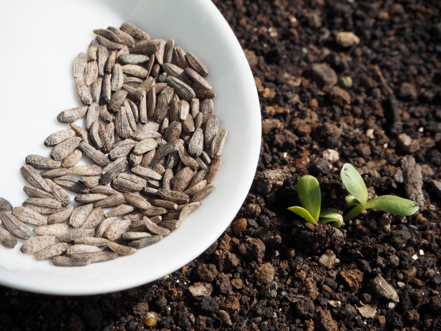 野菜のタネの安定供給が揺らいでいる！？タネの「輸入」が止まった場合のリスクとは｜画像３