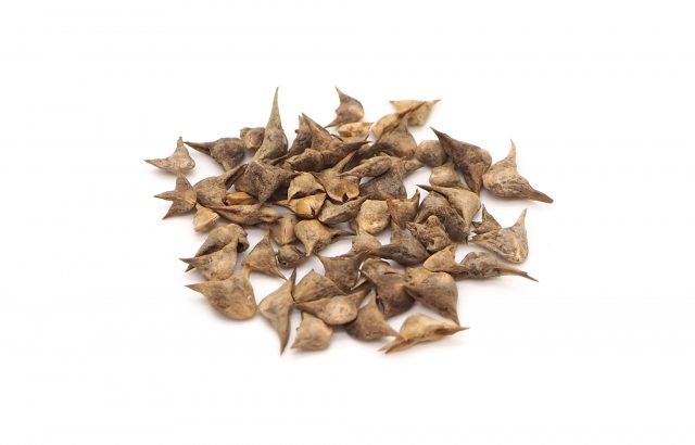 国内でタネを作るのは難しい！？ 採種現場から知る障壁とは