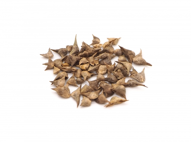 国内でタネを作るのは難しい！？ 採種現場から知る障壁とは｜画像１