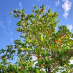 農業への投資事例から学ぶ、効率化と収益性向上のヒント｜画像１