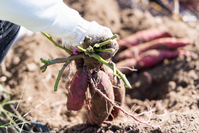サツマイモの品質を守る「キュアリング処理」徹底解説｜効果・手順・ポイント｜画像４