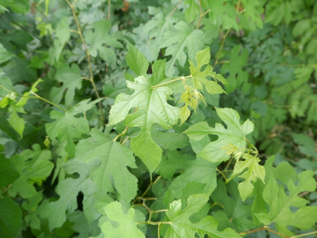 農業ビジネスの一案としての「桑茶」。 桑栽培から加工・販売まで、モデルケースに学ぶ。｜画像３