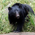 クマ被害を防ぐ管理と対策ガイド。“匂い”や放任果樹に要注意！｜画像１