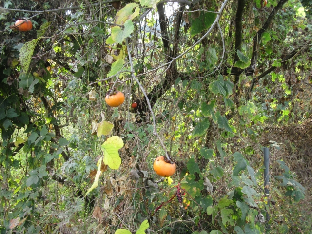 クマ被害を防ぐ管理と対策ガイド。“匂い”や放任果樹に要注意！｜画像２