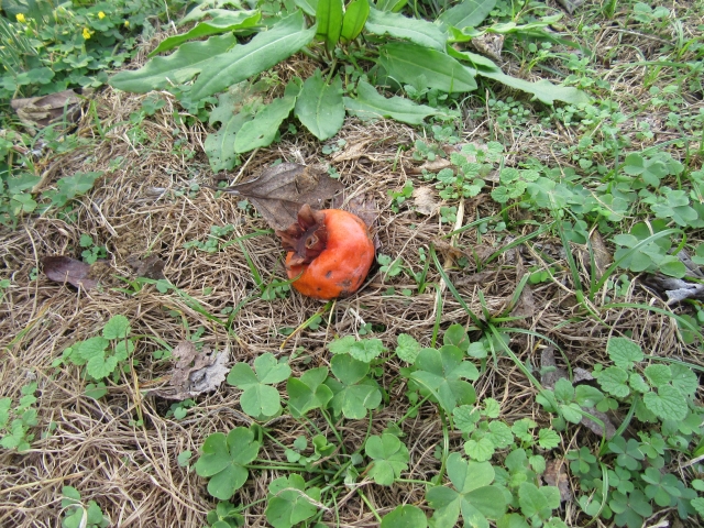 クマ被害を防ぐ管理と対策ガイド。“匂い”や放任果樹に要注意！｜画像３
