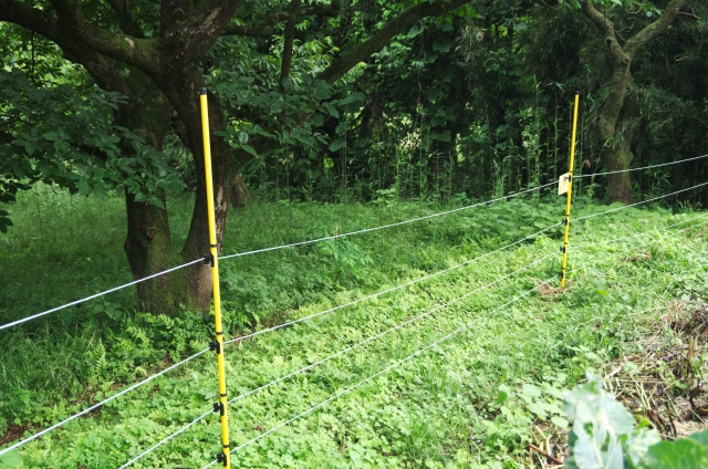 クマ被害を防ぐ管理と対策ガイド。“匂い”や放任果樹に要注意！｜画像４