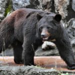 農業現場から見たクマ出没急増の実像。｜画像１