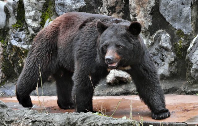 農業現場から見たクマ出没急増の実像。