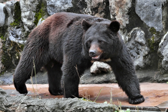 農業現場から見たクマ出没急増の実像。|画像1