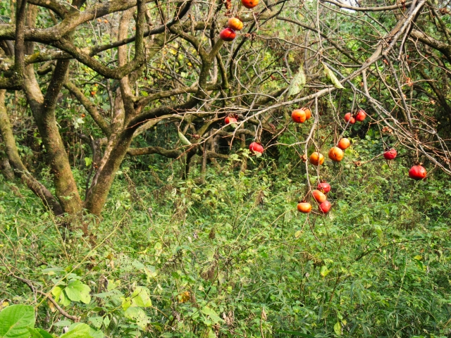 農業現場から見たクマ出没急増の実像。|画像2