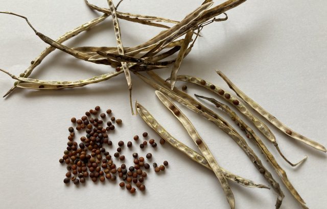 日本の「タネづくり」小史。草の根で継承されてきた技術とその未来。