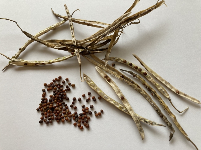 日本の「タネづくり」小史。草の根で継承されてきた技術とその未来。｜画像１