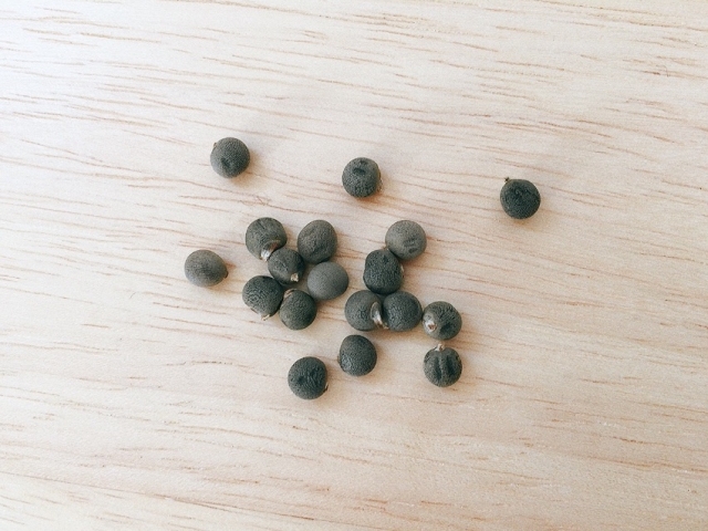 日本の「タネづくり」小史。草の根で継承されてきた技術とその未来。｜画像２