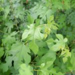 桑茶の栽培・加工完全ガイド。初心者でもわかる、桑茶づくり｜画像１