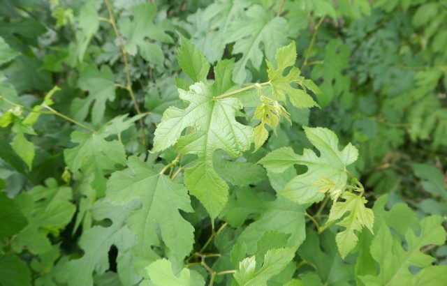 桑茶の栽培・加工完全ガイド。初心者でもわかる、桑茶づくり
