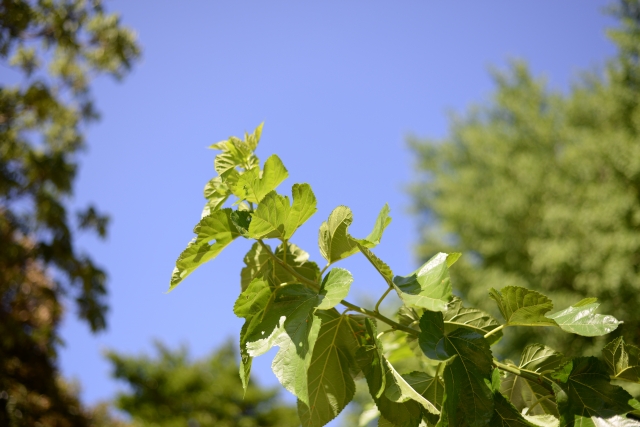 桑茶の栽培・加工完全ガイド。初心者でもわかる、桑茶づくり｜画像２