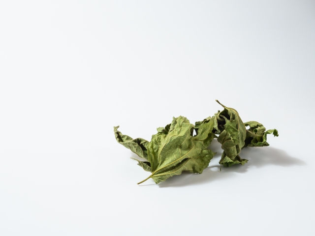 桑茶の栽培・加工完全ガイド。初心者でもわかる、桑茶づくり｜画像４