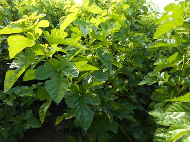 桑茶の栽培・加工完全ガイド。初心者でもわかる、桑茶づくり｜画像５