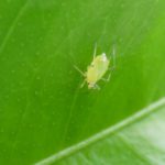 月ごとの発生しやすい病害虫まとめ。何月にどのような野菜がどんな被害に遭いやすいのか｜画像１