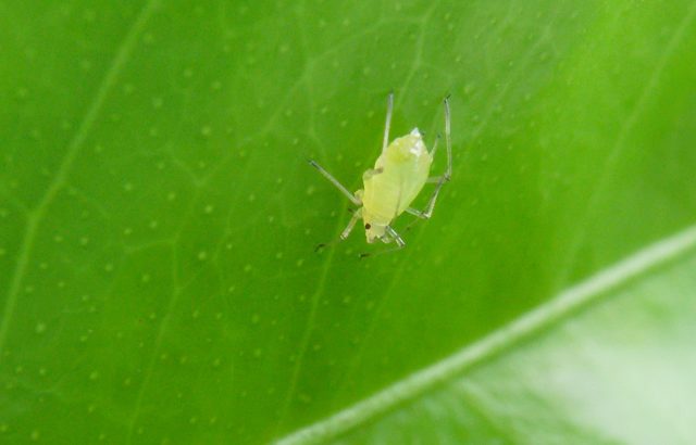 【月ごと】発生しやすい病害虫まとめ。何月にどのような野菜がどんな被害に遭いやすいのか