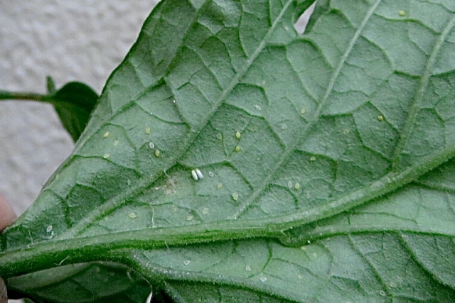 月ごとの発生しやすい病害虫まとめ。何月にどのような野菜がどんな被害に遭いやすいのか｜画像２
