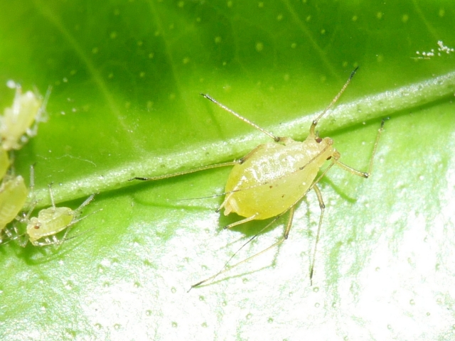 月ごとの発生しやすい病害虫まとめ。何月にどのような野菜がどんな被害に遭いやすいのか｜画像３