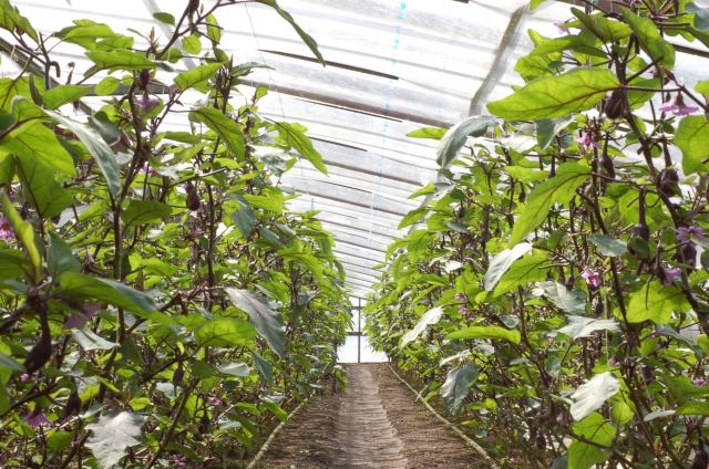 月ごとの発生しやすい病害虫まとめ。何月にどのような野菜がどんな被害に遭いやすいのか｜画像４