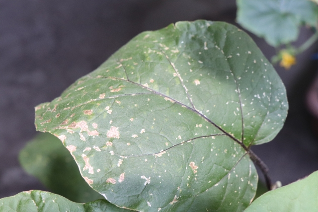 月ごとの発生しやすい病害虫まとめ。何月にどのような野菜がどんな被害に遭いやすいのか｜画像５