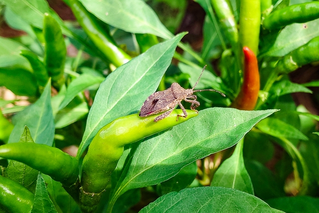 月ごとの発生しやすい病害虫まとめ。何月にどのような野菜がどんな被害に遭いやすいのか｜画像６