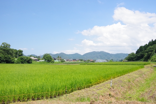 月ごとの発生しやすい病害虫まとめ。何月にどのような野菜がどんな被害に遭いやすいのか｜画像９