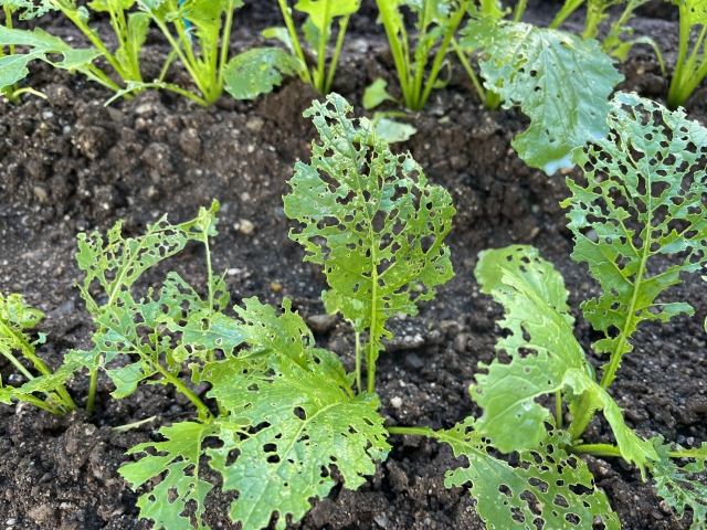月ごとの発生しやすい病害虫まとめ。何月にどのような野菜がどんな被害に遭いやすいのか｜画像１０