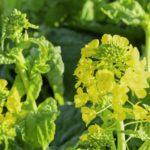 農業生産において有効な「おとり作物」とは何か。｜画像１