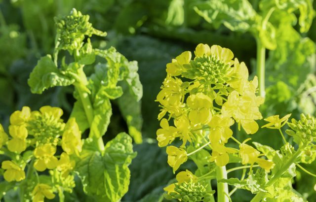 農業生産において有効な「おとり作物」とは何か。