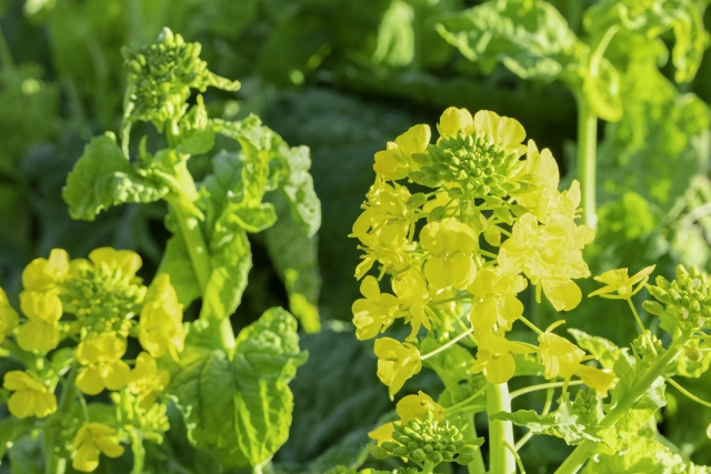 農業生産において有効な「おとり作物」とは何か。｜画像１