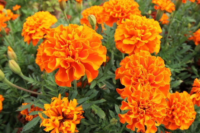 農業生産において有効な「おとり作物」とは何か。｜画像３