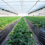 天敵製剤の効果的な活用法について。導入タイミング、効果的な放ち方、注意点等。｜画像１