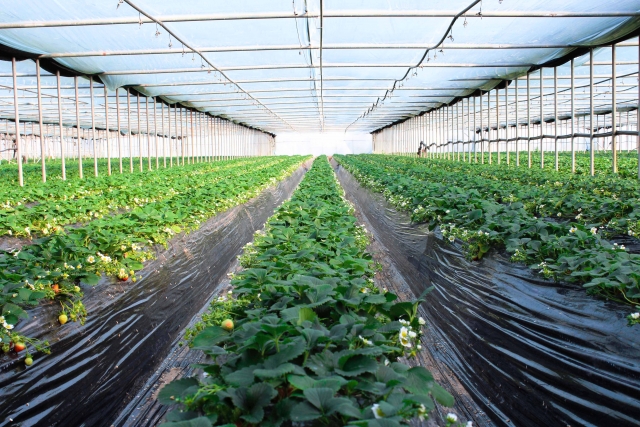 天敵製剤の効果的な活用法について。導入タイミング、効果的な放ち方、注意点等。｜画像１