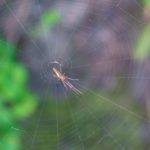 イネカメムシの天敵と、天敵を増やすために重要なこととは。｜画像１