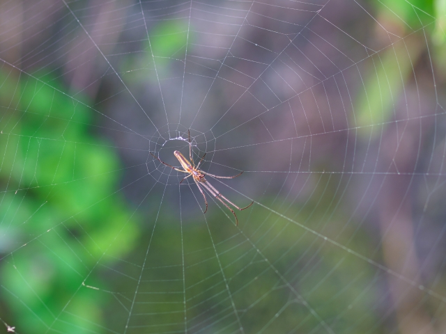 イネカメムシの天敵と、天敵を増やすために重要なこととは。｜画像１