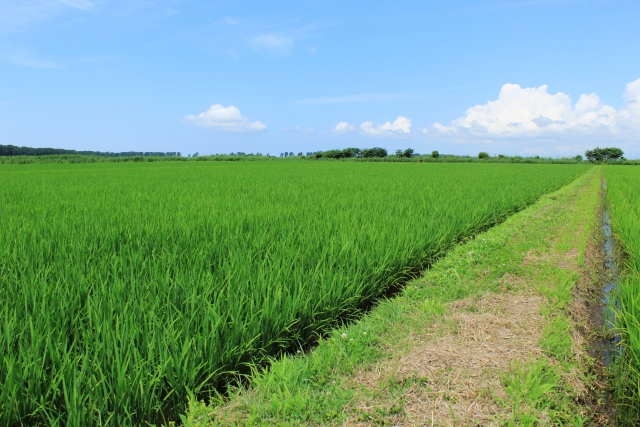 イネカメムシの天敵と、天敵を増やすために重要なこととは。｜画像２