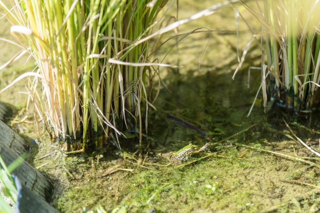 イネカメムシの天敵と、天敵を増やすために重要なこととは。｜画像３