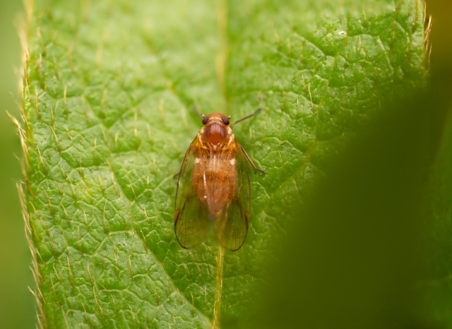 薬剤抵抗性獲得までの流れ。なぜ害虫は薬剤抵抗性を得てしまうのか。｜画像２