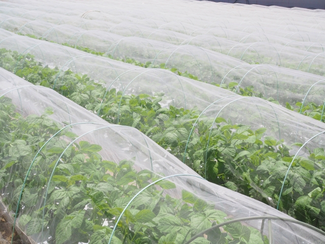 薬剤抵抗性獲得までの流れ。なぜ害虫は薬剤抵抗性を得てしまうのか。｜画像４