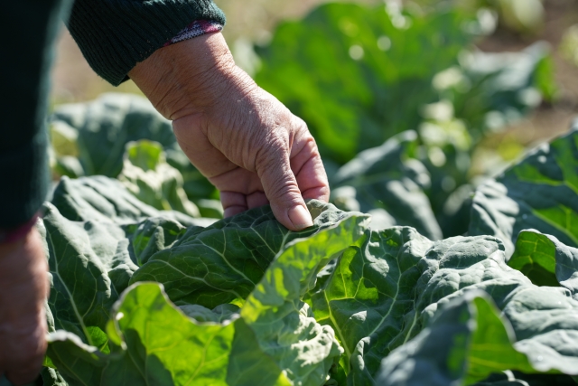 薬剤抵抗性獲得までの流れ。なぜ害虫は薬剤抵抗性を得てしまうのか。｜画像５