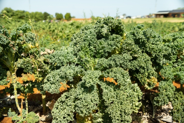 有機農業取組面積が増大。有機農業が増大傾向にある理由。｜画像２
