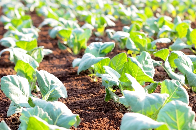 有機農業取組面積が増大。有機農業が増大傾向にある理由。｜画像３