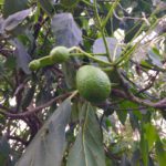 果樹転作でアボカド栽培は有効か！？果樹転作の視点でアボカド栽培の魅力を探る｜画像１