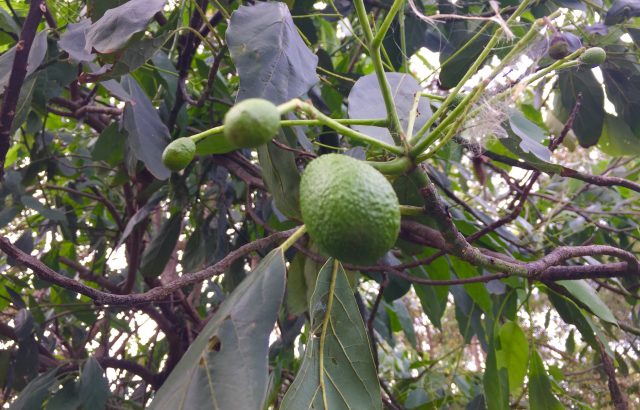 果樹転作でアボカド栽培は有効か！？果樹転作の視点でアボカド栽培の魅力を探る